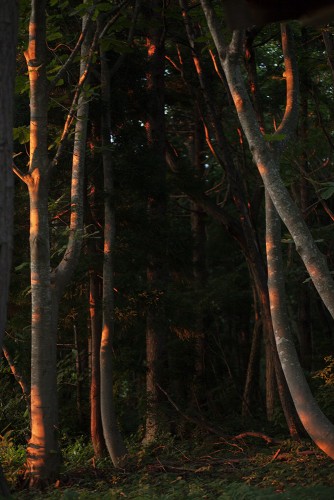 Forest interior (Aomori)