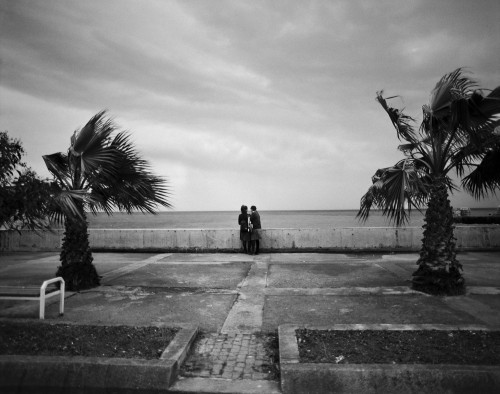 Palmtrees (Trabzon)