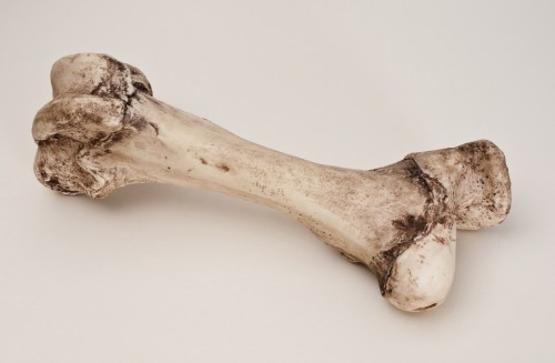 Bone